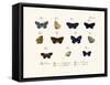 Butterflies, 1783-1806-null-Framed Stretched Canvas