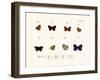 Butterflies, 1783-1806-null-Framed Giclee Print