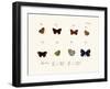 Butterflies, 1783-1806-null-Framed Giclee Print