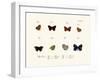 Butterflies, 1783-1806-null-Framed Giclee Print