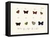 Butterflies, 1783-1806-null-Framed Stretched Canvas