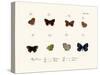 Butterflies, 1783-1806-null-Stretched Canvas