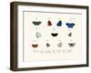 Butterflies, 1783-1806-null-Framed Giclee Print