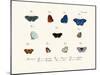 Butterflies, 1783-1806-null-Mounted Giclee Print