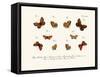 Butterflies, 1783-1806-null-Framed Stretched Canvas