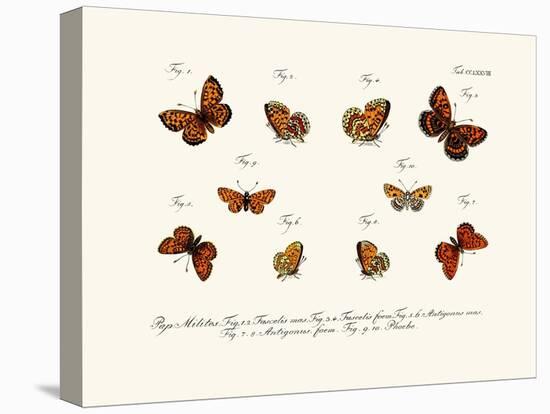 Butterflies, 1783-1806-null-Stretched Canvas