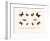 Butterflies, 1783-1806-null-Framed Giclee Print