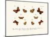 Butterflies, 1783-1806-null-Mounted Giclee Print