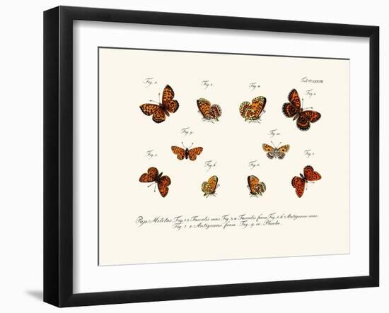 Butterflies, 1783-1806-null-Framed Giclee Print