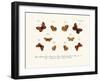 Butterflies, 1783-1806-null-Framed Giclee Print