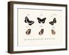 Butterflies, 1783-1806-null-Framed Giclee Print