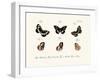 Butterflies, 1783-1806-null-Framed Giclee Print