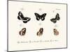 Butterflies, 1783-1806-null-Mounted Giclee Print