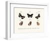 Butterflies, 1783-1806-null-Framed Giclee Print