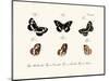 Butterflies, 1783-1806-null-Mounted Giclee Print