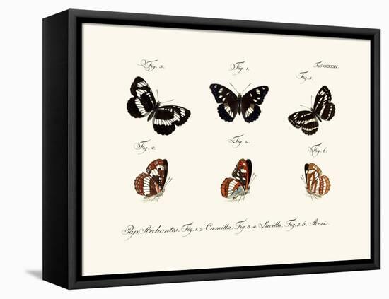 Butterflies, 1783-1806-null-Framed Stretched Canvas