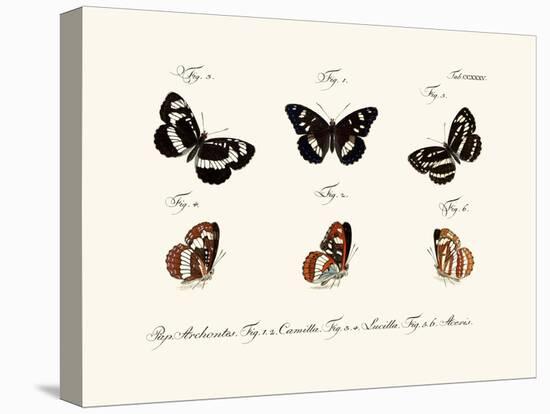 Butterflies, 1783-1806-null-Stretched Canvas