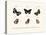 Butterflies, 1783-1806-null-Stretched Canvas