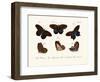 Butterflies, 1783-1806-null-Framed Giclee Print