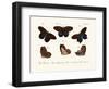 Butterflies, 1783-1806-null-Framed Giclee Print