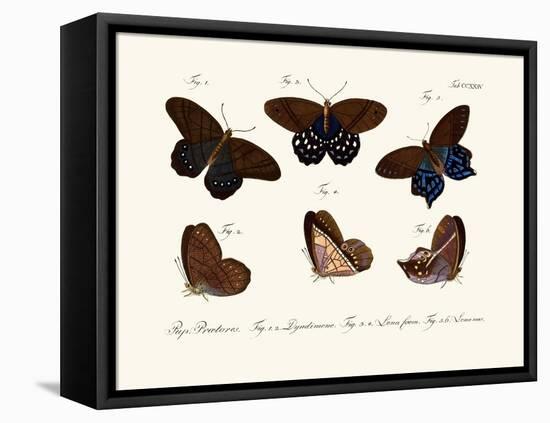 Butterflies, 1783-1806-null-Framed Stretched Canvas