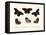 Butterflies, 1783-1806-null-Framed Stretched Canvas