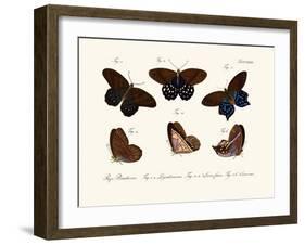 Butterflies, 1783-1806-null-Framed Giclee Print