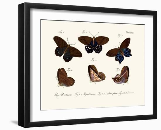 Butterflies, 1783-1806-null-Framed Giclee Print