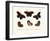 Butterflies, 1783-1806-null-Framed Giclee Print