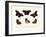 Butterflies, 1783-1806-null-Framed Giclee Print