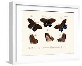 Butterflies, 1783-1806-null-Framed Giclee Print