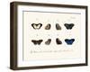 Butterflies, 1783-1806-null-Framed Giclee Print