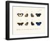 Butterflies, 1783-1806-null-Framed Giclee Print