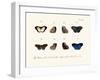 Butterflies, 1783-1806-null-Framed Giclee Print