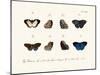 Butterflies, 1783-1806-null-Mounted Giclee Print