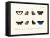 Butterflies, 1783-1806-null-Framed Stretched Canvas