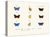 Butterflies, 1783-1806-null-Stretched Canvas