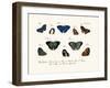 Butterflies, 1783-1806-null-Framed Giclee Print