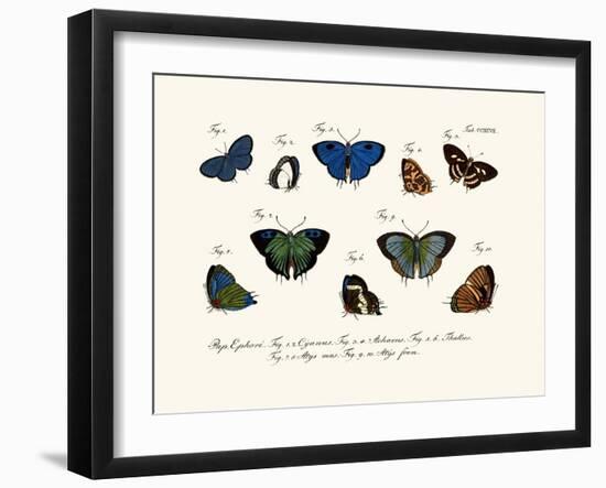 Butterflies, 1783-1806-null-Framed Giclee Print