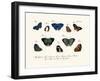 Butterflies, 1783-1806-null-Framed Giclee Print