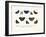 Butterflies, 1783-1806-null-Framed Giclee Print