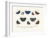 Butterflies, 1783-1806-null-Framed Giclee Print