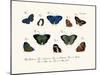 Butterflies, 1783-1806-null-Mounted Giclee Print