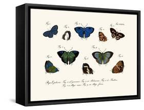 Butterflies, 1783-1806-null-Framed Stretched Canvas