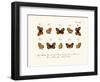 Butterflies, 1783-1806-null-Framed Giclee Print