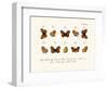 Butterflies, 1783-1806-null-Framed Giclee Print