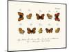 Butterflies, 1783-1806-null-Mounted Giclee Print