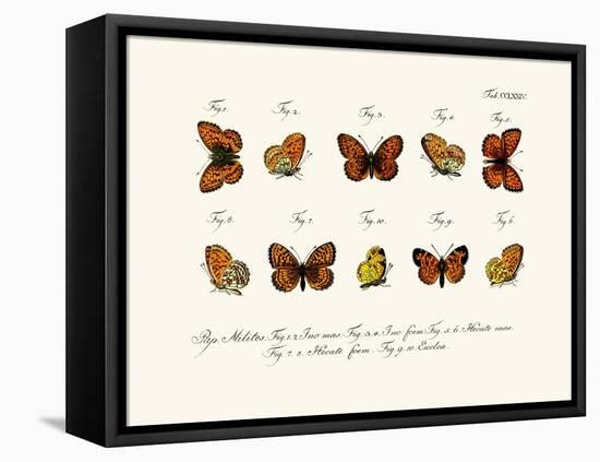 Butterflies, 1783-1806-null-Framed Stretched Canvas