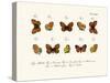 Butterflies, 1783-1806-null-Stretched Canvas