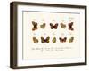 Butterflies, 1783-1806-null-Framed Giclee Print